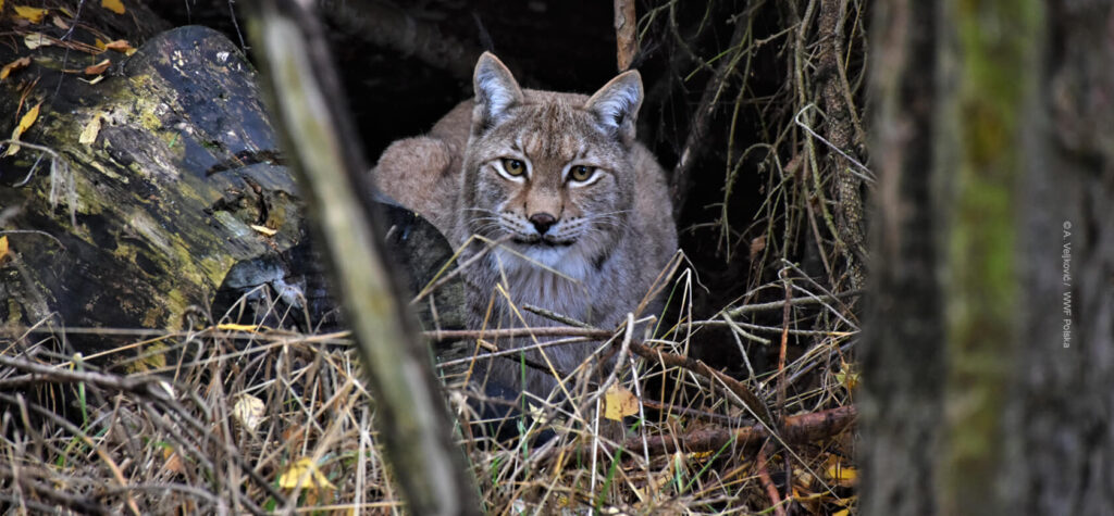 Workshops on the condition of local lynx populations in north-eastern Poland